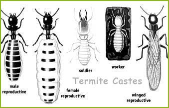 Termite Castes
