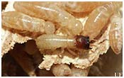 Drywood Termites