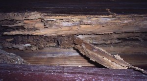 Oaks III - Interior Termite Nesting Area